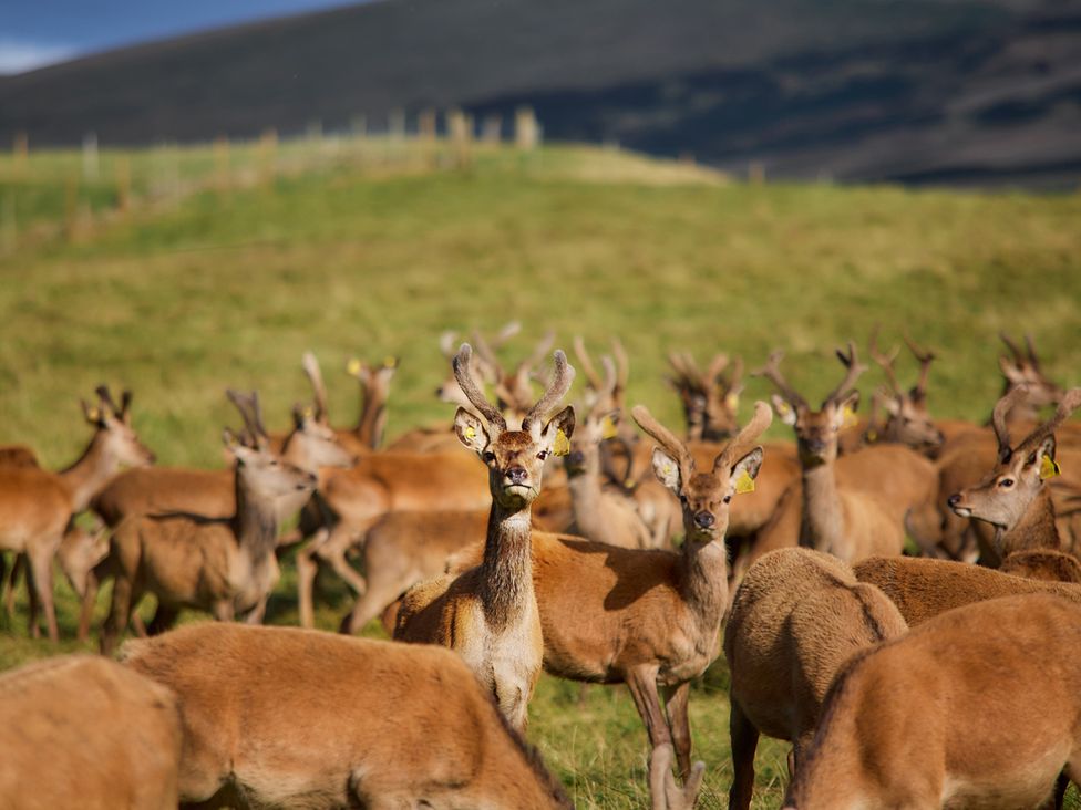 A herd of deer in a grassy field near mountains