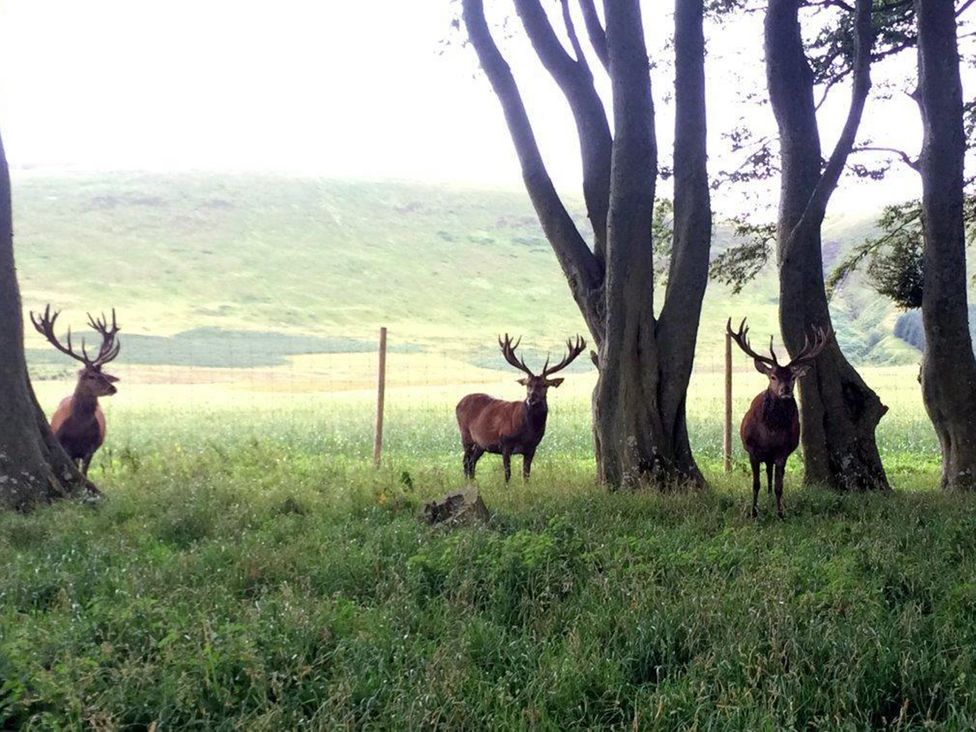 Three deer among trees in a field near Edinburgh