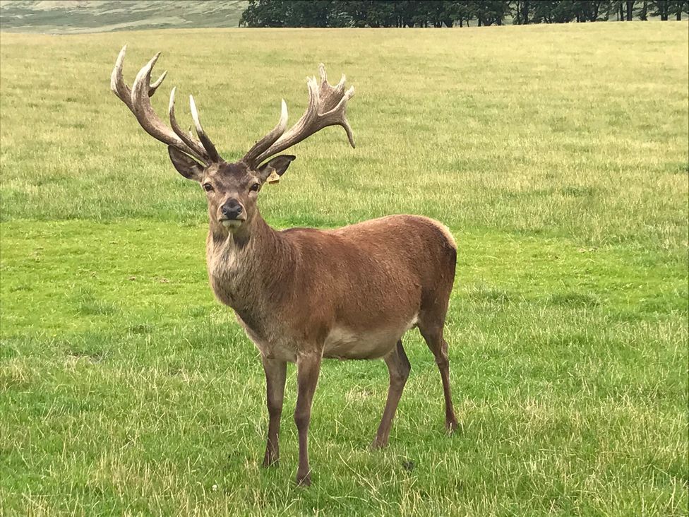 A deer standing in a grassy field near Edinburgh