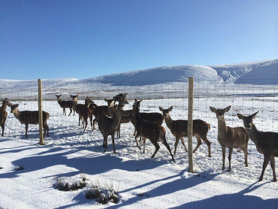 A group of deer near a fence in a snowy landscape