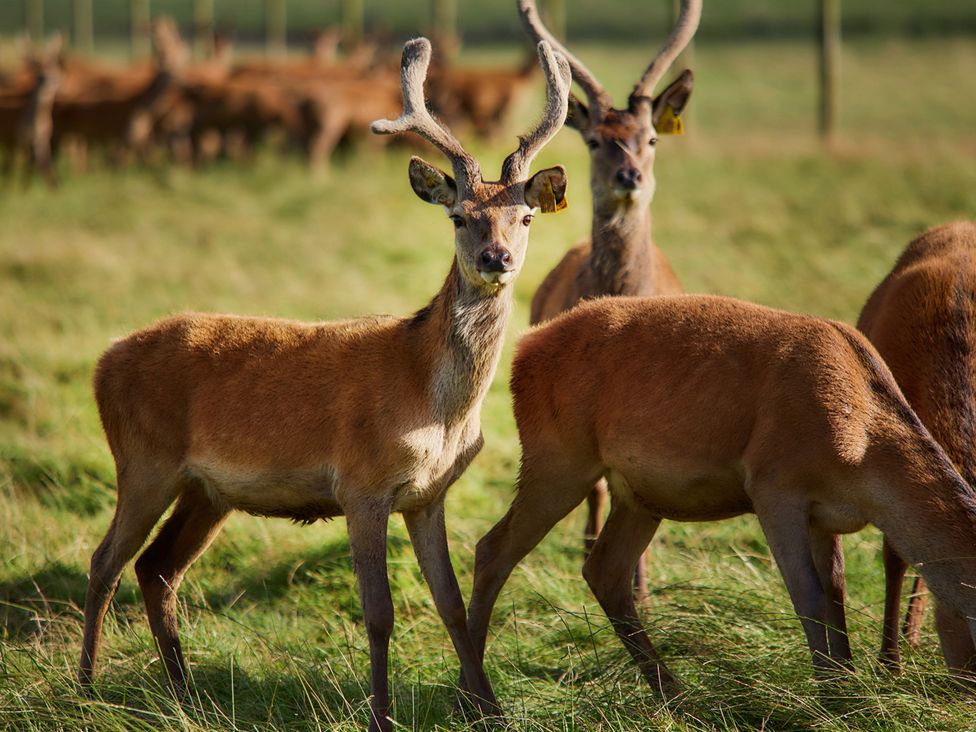 A group of deer in a grassy area near Edinburgh