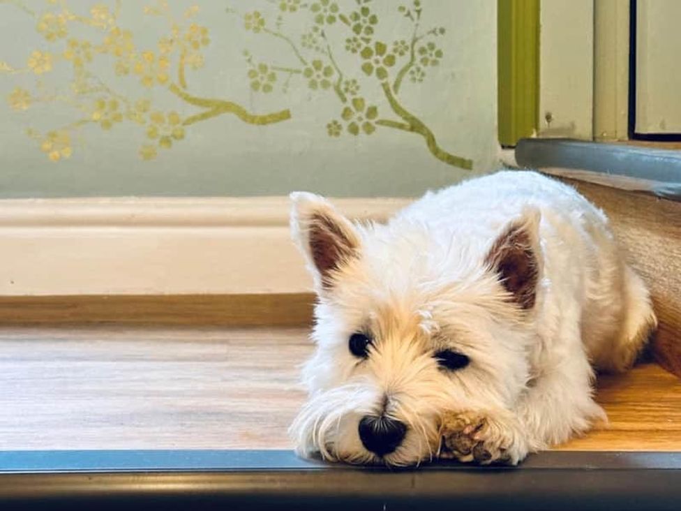 A dog lying on the floor near a wall with decorative pattern at Muddy Boots – Arcade Royale in Kirby Stephen