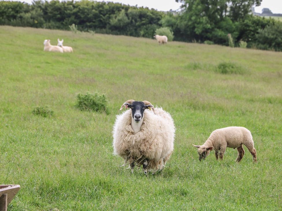 Sheep and lamb in a grass field at Beech Cottage in Truro