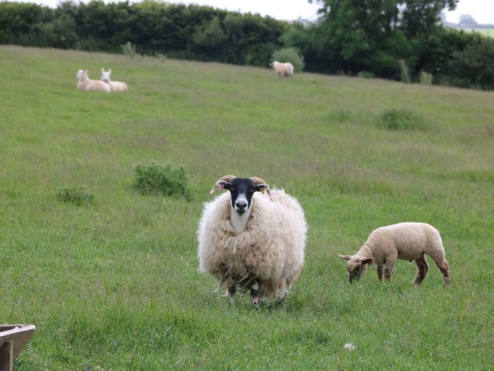 A sheep and a lamb grazing in a field at Elm Cottage in Truro
