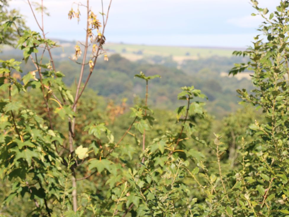 View of trees and shrubs in an outdoor setting at Nabwood views