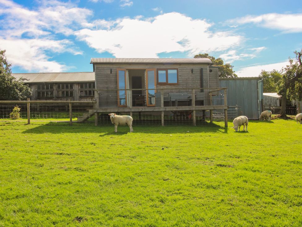 A wooden cabin and sheep in a field at Hideaway Hut at Hopton Court Estate near Cleobury Mortimer