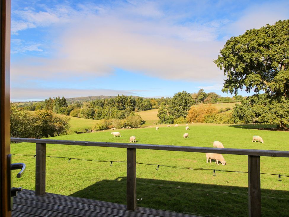 An outdoor field with sheep grazing at Hideaway Hut at Hopton Court Estate Hopton Wafers near Cleobury Mortimer