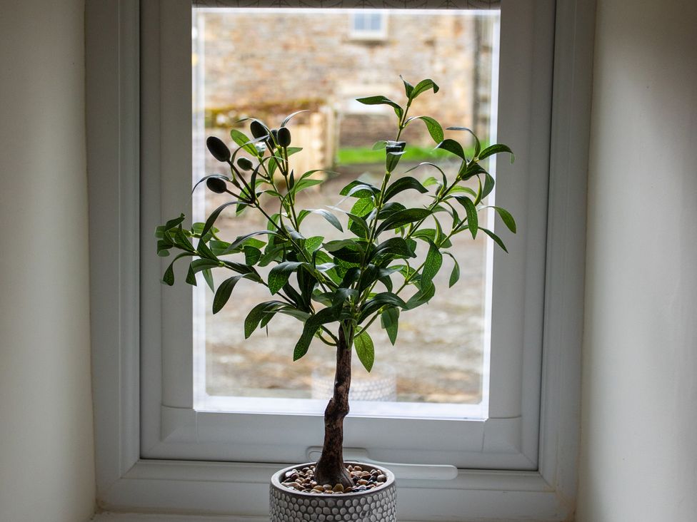 A plant in a pot on a windowsill at Gap Farm in Brampton