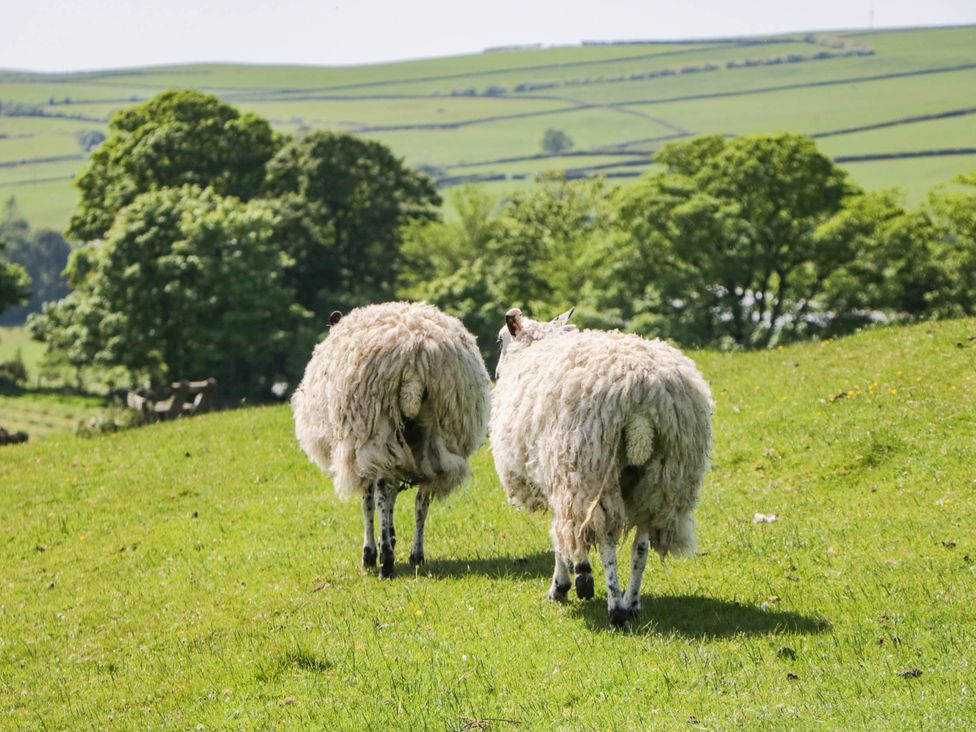 Two sheep walking in a field at Holly in Cleator