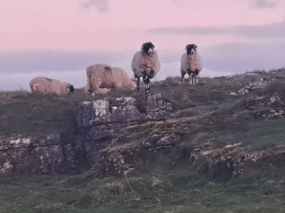 A group of sheep on a hill during sunset at Chapel Farm Holiday Park No 6 Bunnies View in Appleby-in-Westmorland