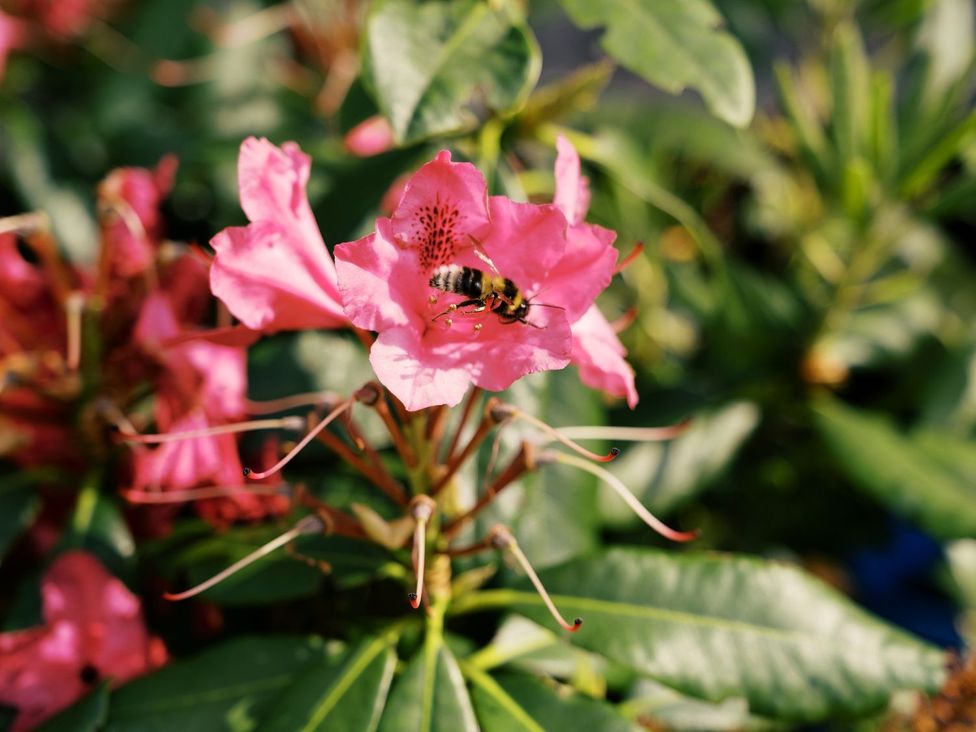 A bee on a pink flower surrounded by green leaves