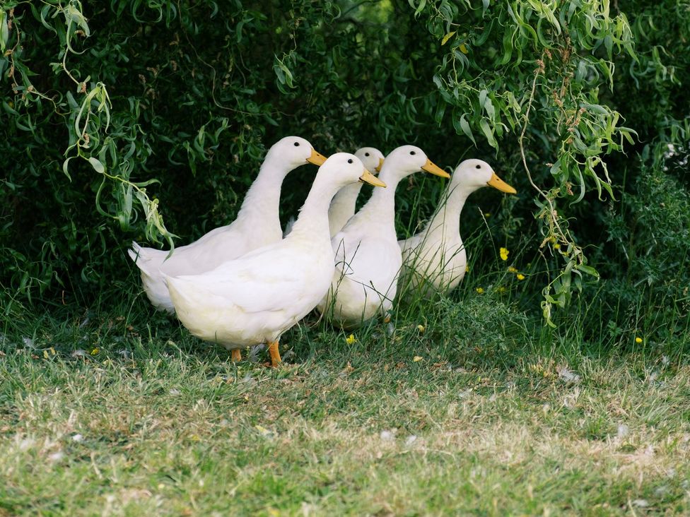 Five ducks standing in grass beneath a green tree