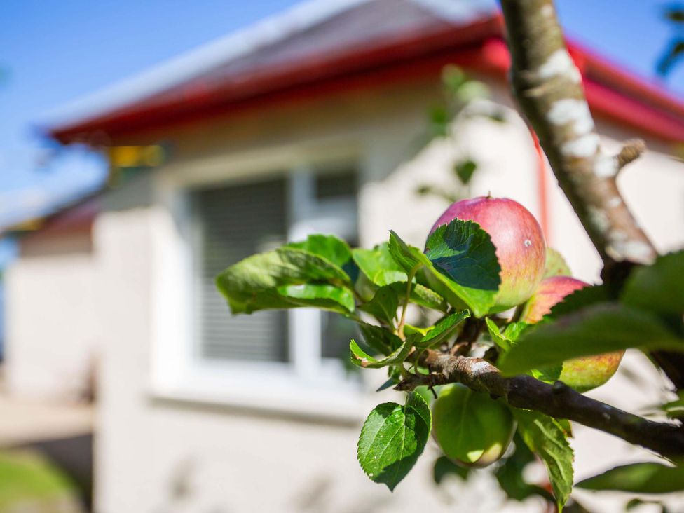A tree branch with apples in front of a house at Fereneze, Lochranza, Isle Of Arran