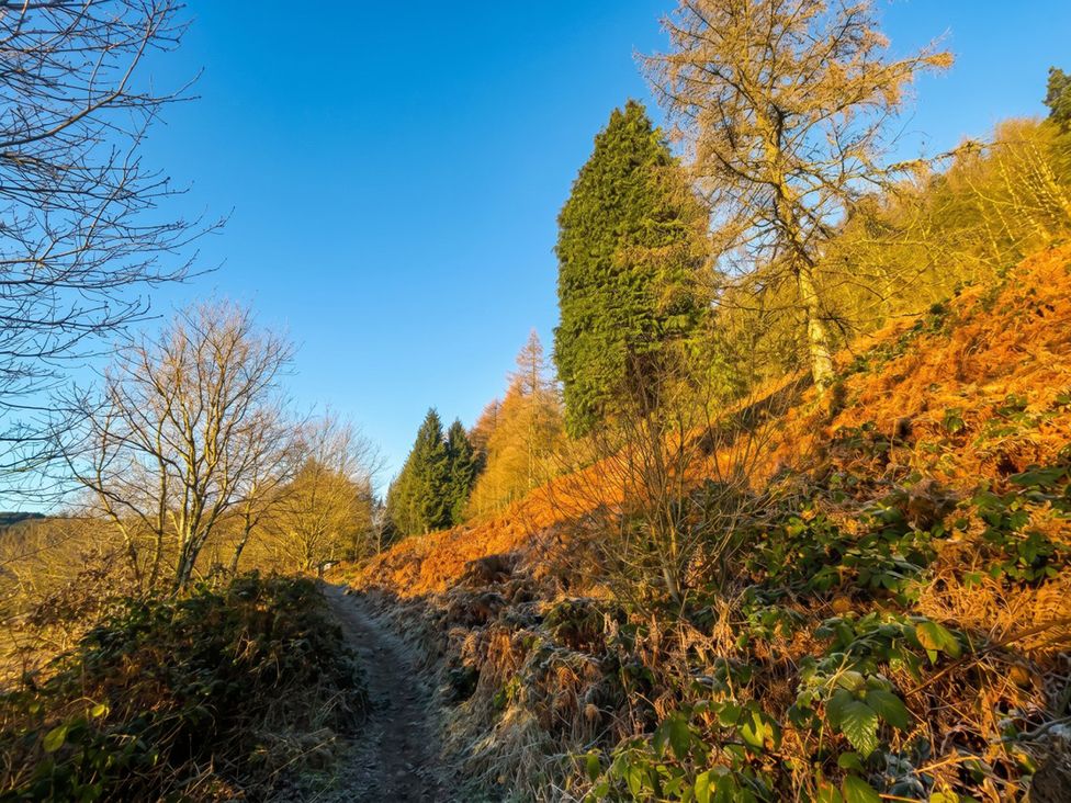 A path in a forest with trees and clear sky at Tynewydd Farmhouse