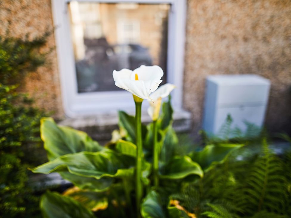 A flower and leaves in front of a window at the property in an unspecified location