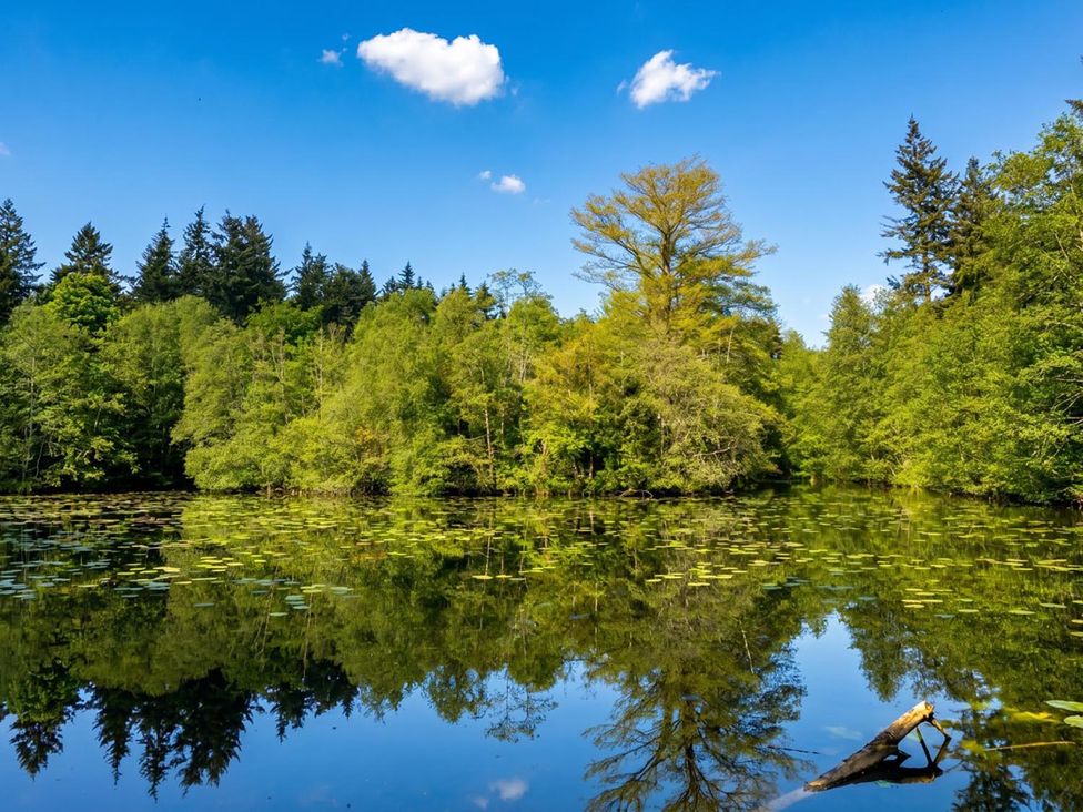 A lake surrounded by trees with lily pads at a natural location