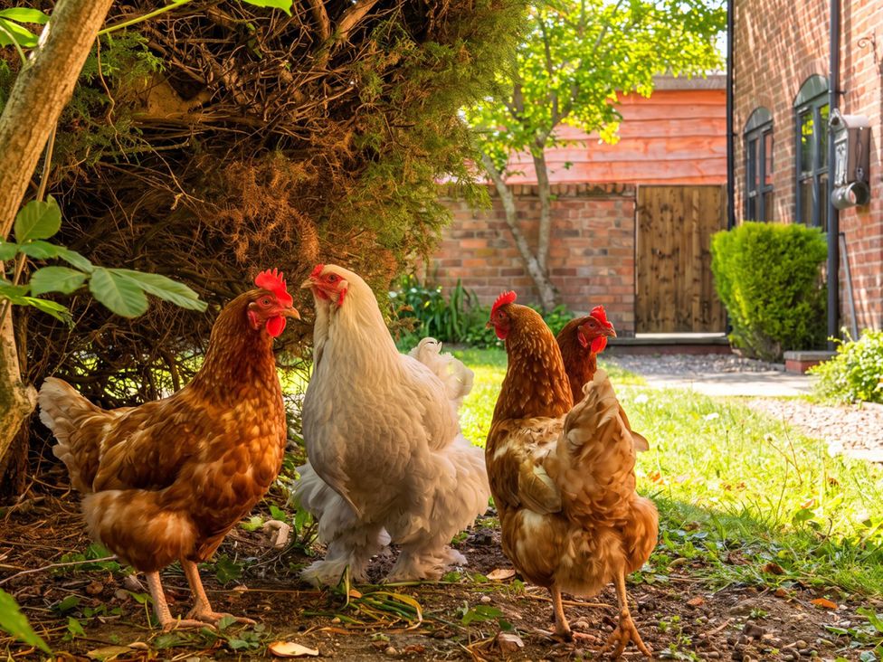 Four chickens in a garden near a brick wall and a wooden door at the property