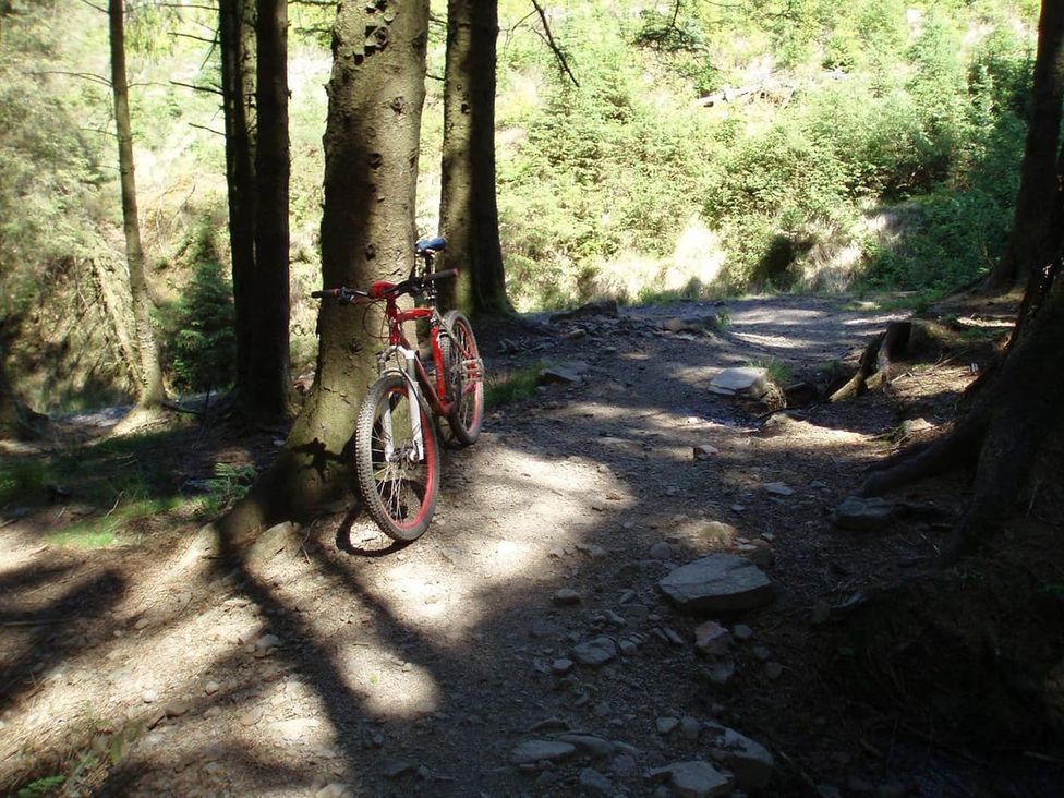 A bicycle leaning against a tree on a dirt path in a forest