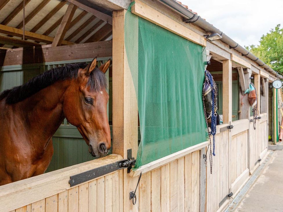 A horse in a stable with wooden walls and green netting at Furzen Farmhouse
