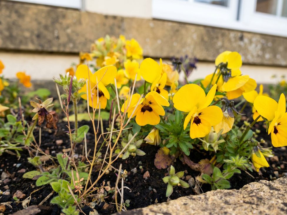 A garden with yellow flowers and plants at Circus Mews Townhouse