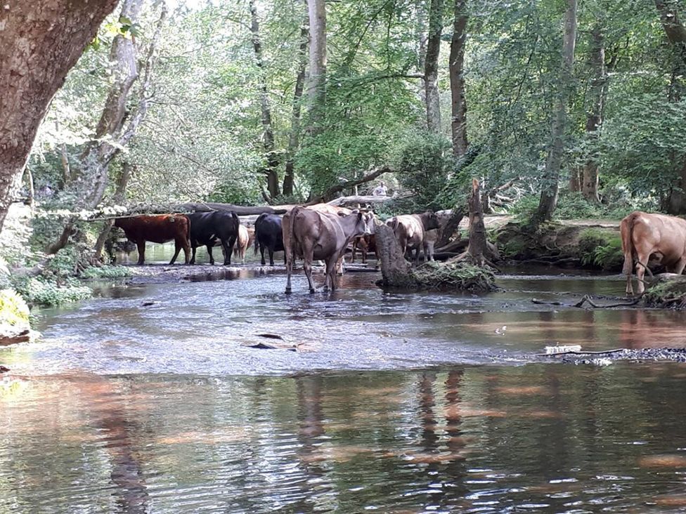 Cows near a stream surrounded by trees in a natural setting