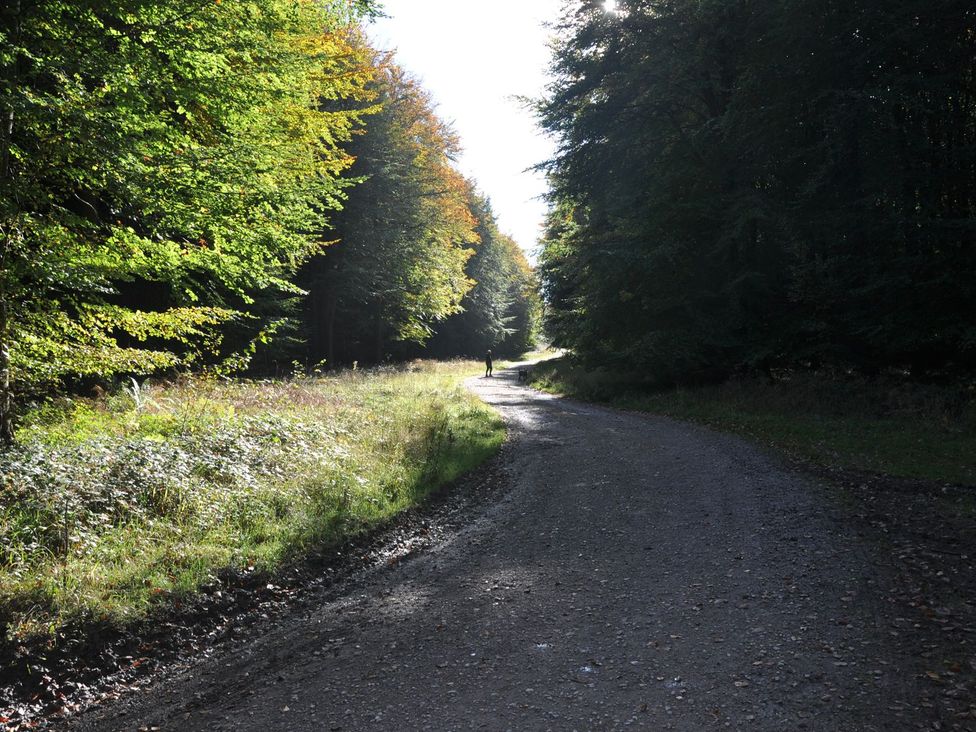 A path through trees with grass along the sides at Berisal in Ashford