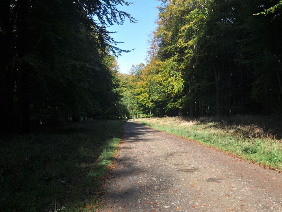 A pathway surrounded by trees in a forest at Berisal in Ashford