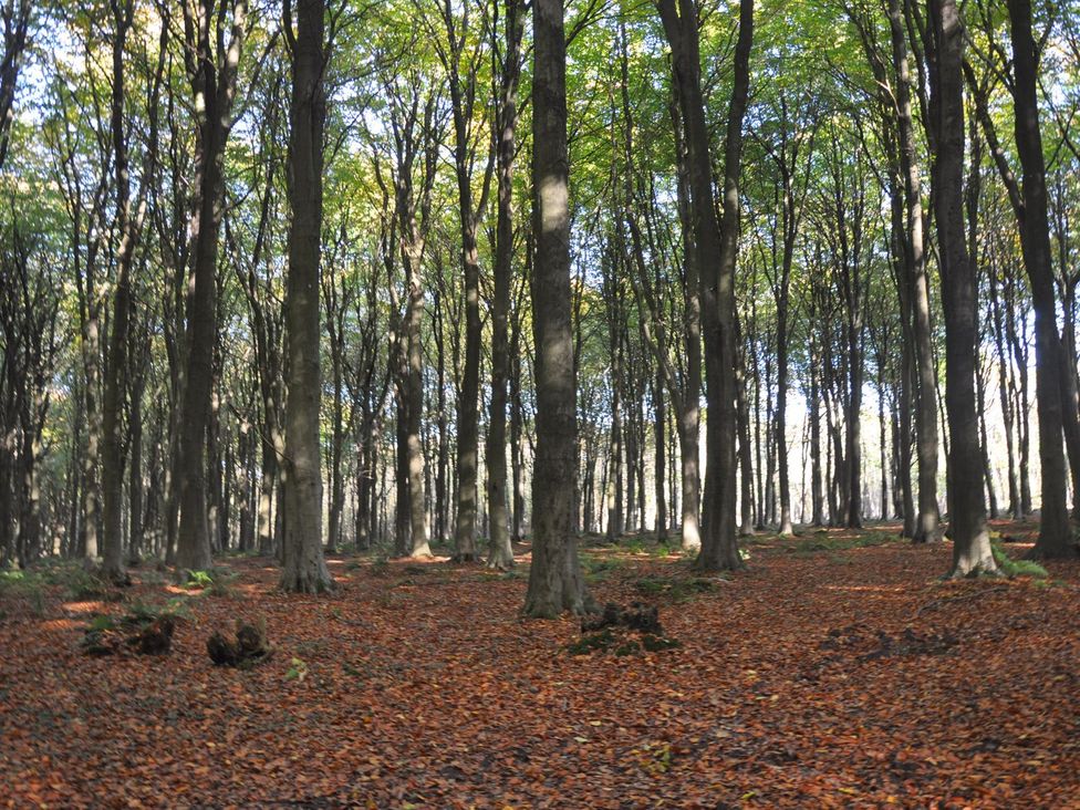A forest with tall trees and fallen leaves at Berisal in Ashford