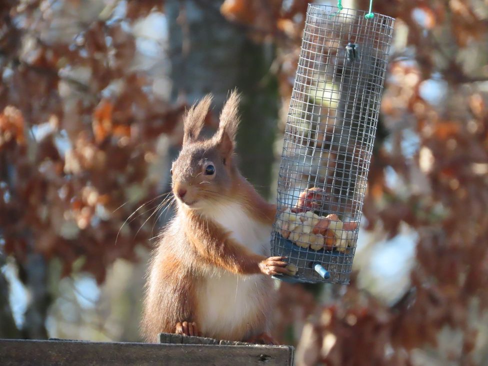 A squirrel holding a feeder with nuts in it at Chapel Farm Static Caravan Holiday Park Lucky Lodge 7 Appleby-in-Westmorland