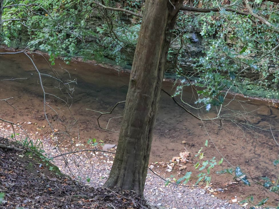 A stream with a tree and leaves at Primrose Lodge Saltburn-by-the-Sea