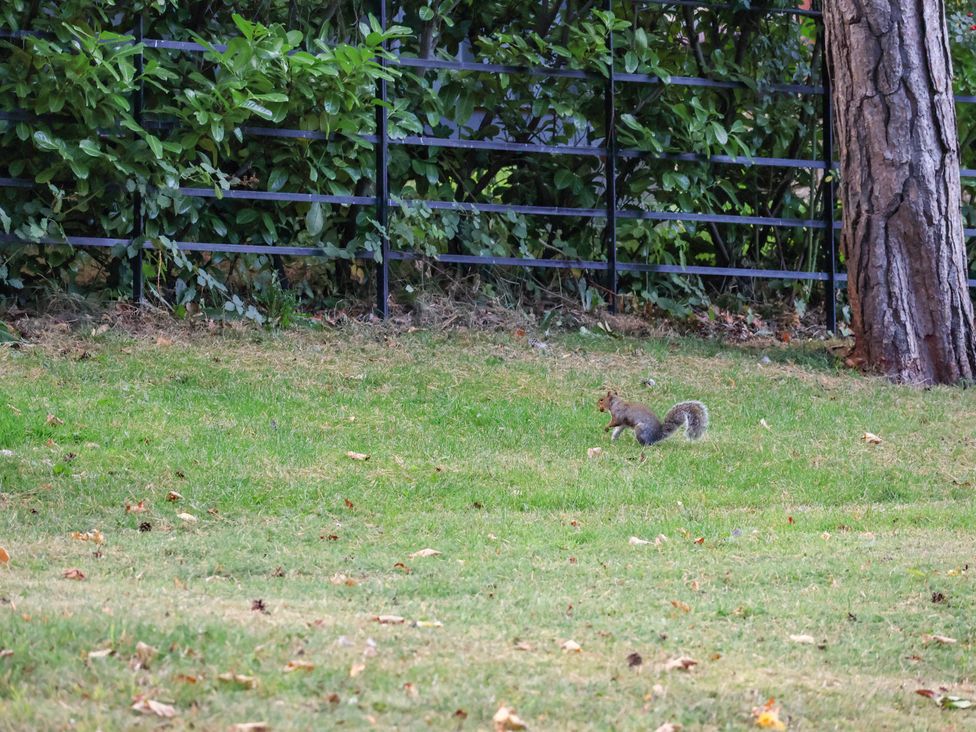 A squirrel on grass near a fence at Primrose Lodge in Saltburn-by-the-Sea