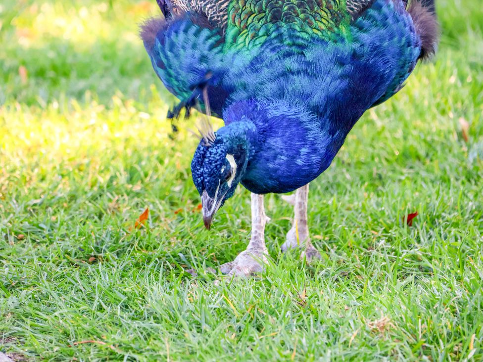 A peacock foraging on grass at Primrose Lodge in Saltburn-by-the-Sea