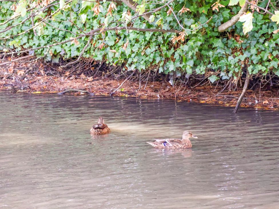 Two ducks swimming in a pond surrounded by greenery at Primrose Lodge Saltburn-by-the-Sea