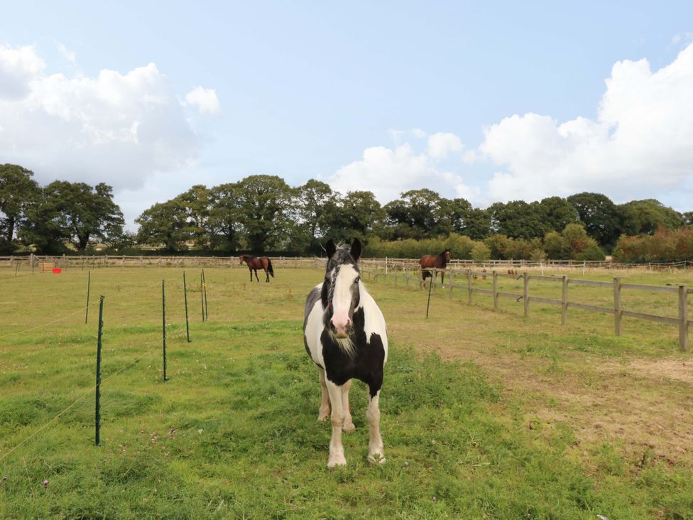 A horse in a field at Pottowe Cottage in Potto near Stokesley