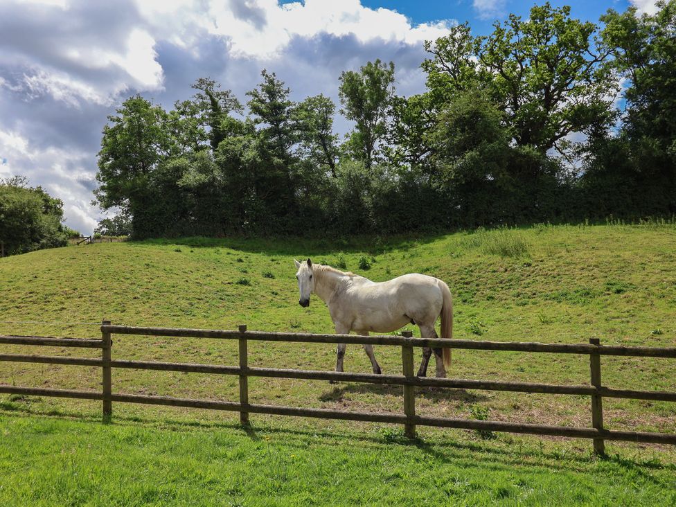 A horse in a field with a wooden fence at Wolvesacre Mill Cottage Agden near Whitchurch
