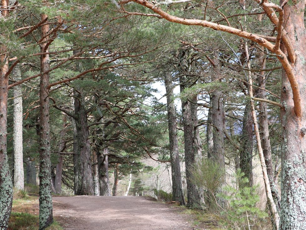 A pathway surrounded by trees at Steam Cottage in Aviemore