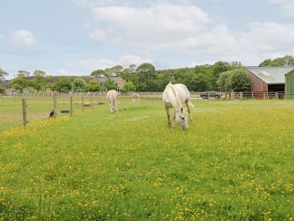 A field with horses grazing and a barn at Bullace Barn in Millhouse Green