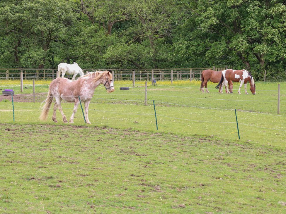 A field with horses grazing at Bullace Barn Millhouse Green