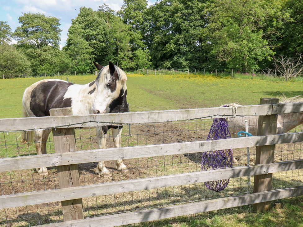 A horse standing near a fence with a hay net in an outdoor area at Bullace Barn Millhouse Green