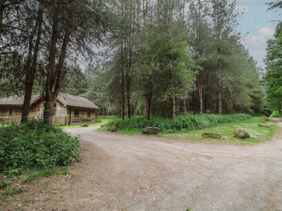 A dirt road forks into two paths surrounded by trees with a wooden cabin on the left side Birch Lodge Rosliston