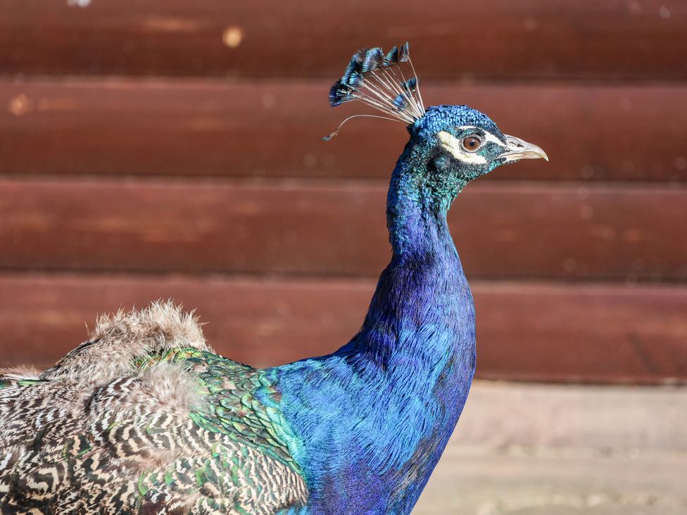 A close-up of a peacock with vibrant feathers against a wooden background