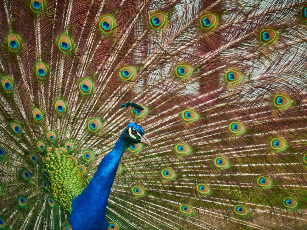 A peacock displaying its feathers at Violet Lodge in Saltburn-by-the-Sea