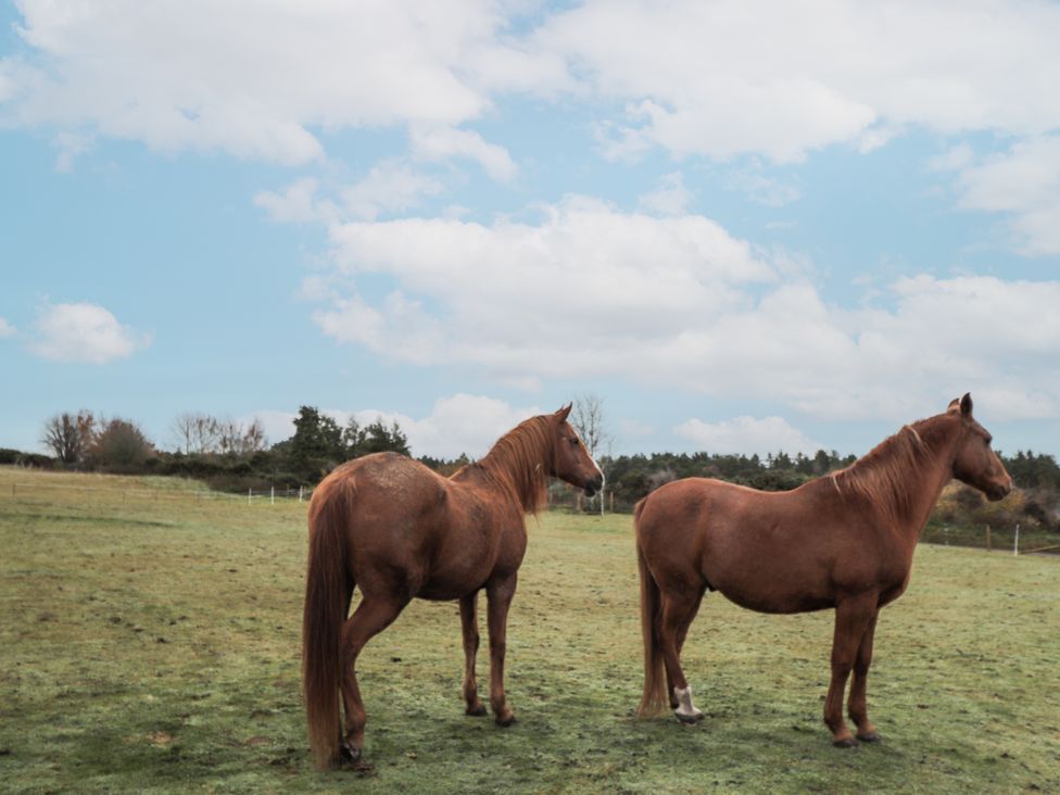 Two horses standing in a field at The Croft House in Muir of Ord near Beauly