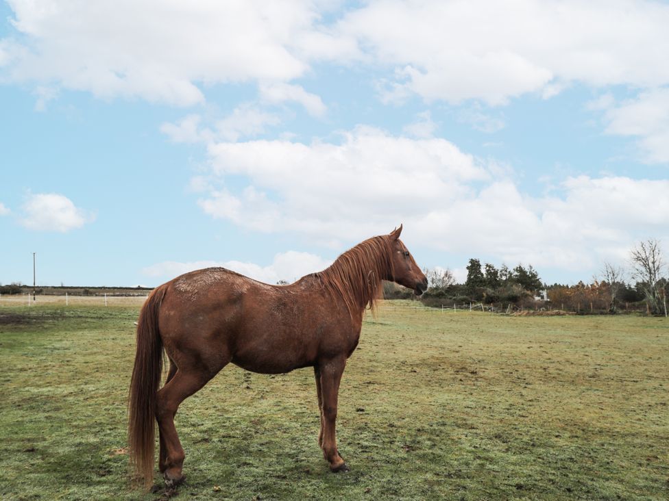 A horse standing in a field at The Croft House in Muir of Ord near Beauly