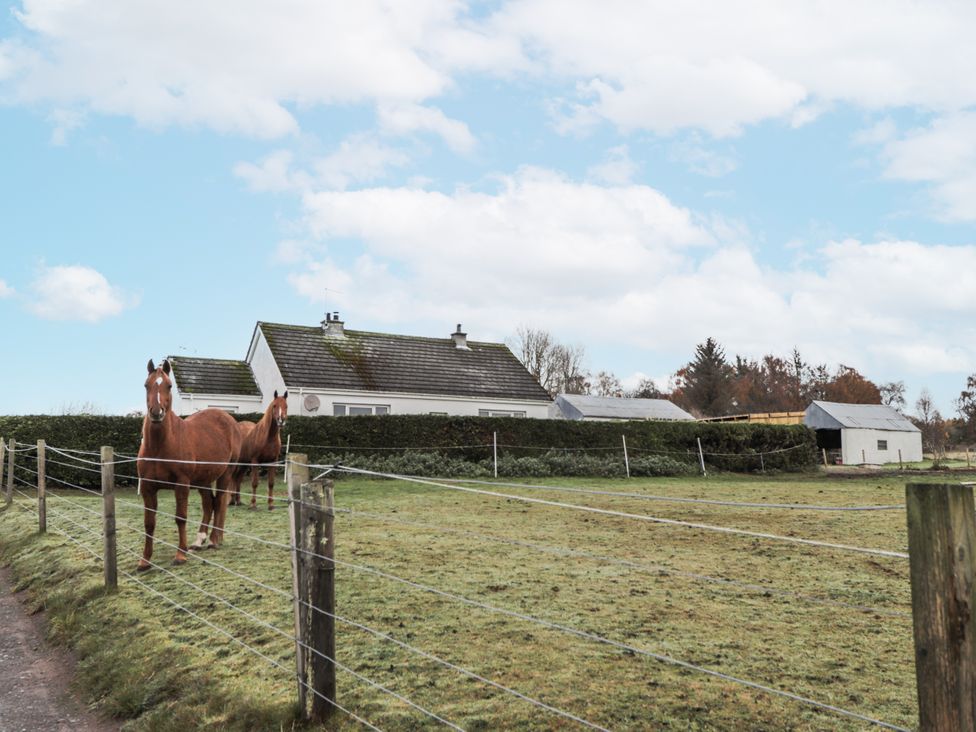 Horses near a fence and a house at The Croft House in Muir of Ord near Beauly