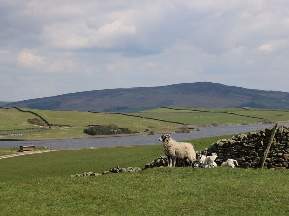 A sheep and lambs by a stone wall near a stream at Chamber End Fold in Grassington