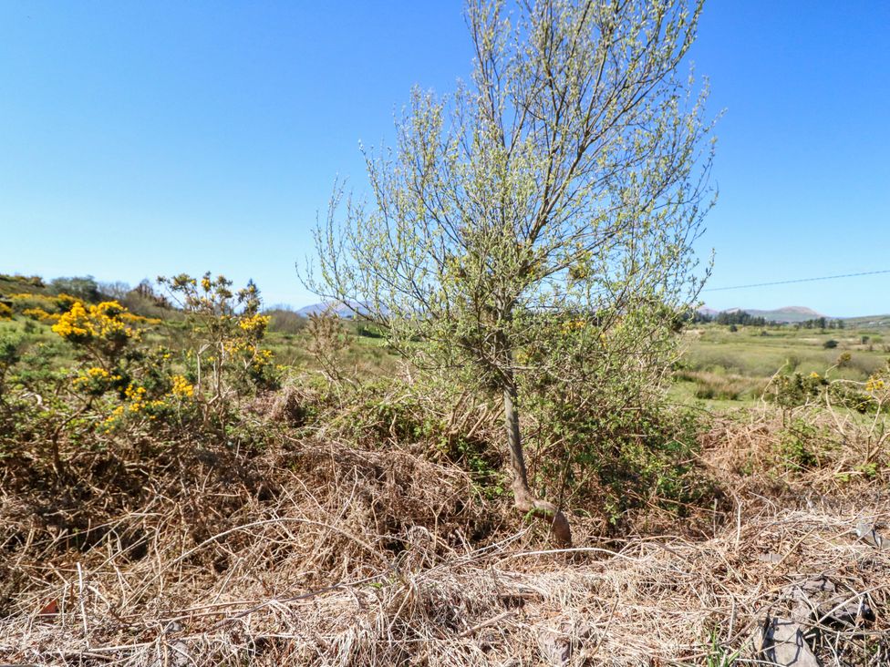A view of a tree and bushes with hills in the background at Stone Cottage, Waterville, County Kerry