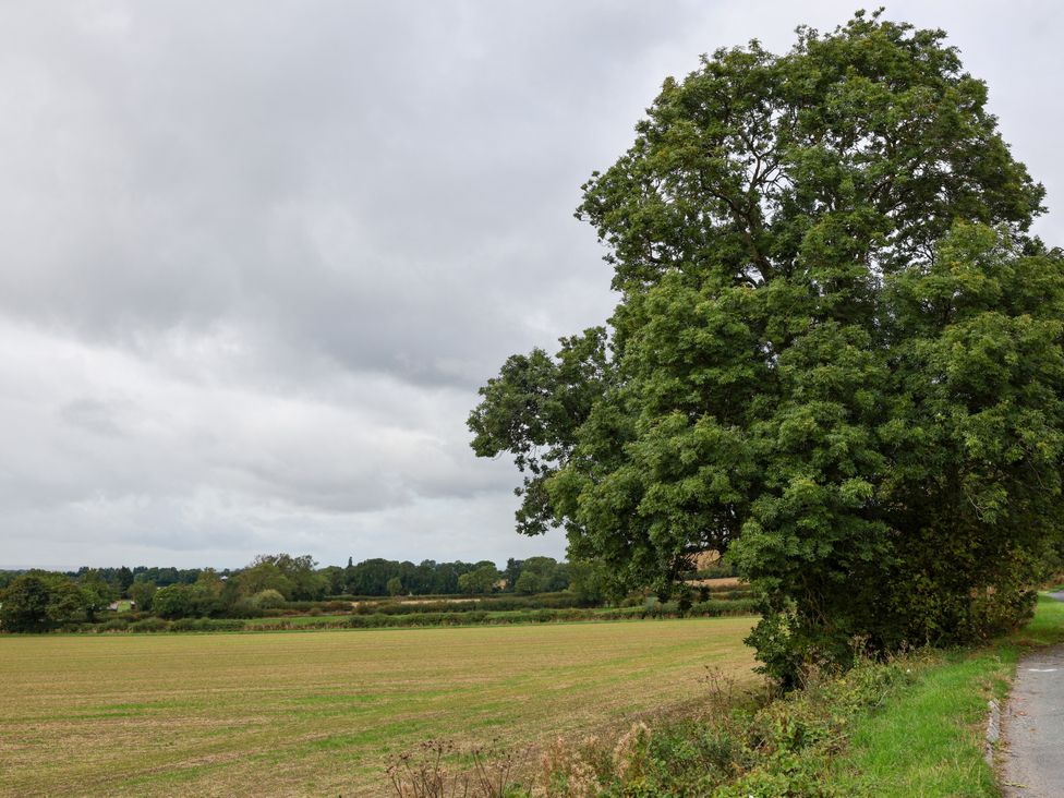 A tree beside a field and road at The Lodge in Snainton near Scarborough
