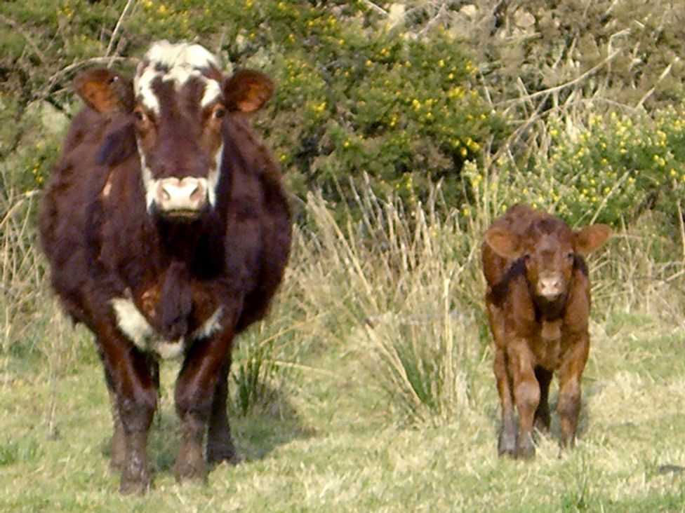 Homestone Farm - Scottish Highlands - 3729 - thumbnail photo 13