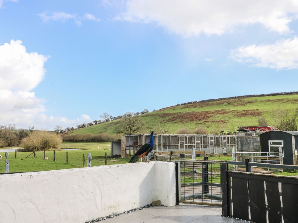 A peacock standing near a fence with a hill in the background at Meadow View in Laugharne